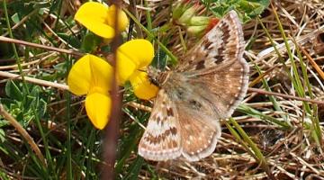 Dingy Skipper NEWSROOM