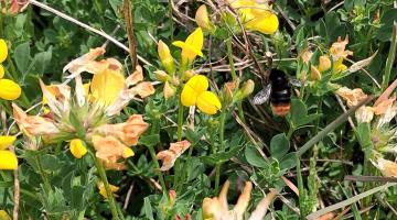 red tailed bumblebee