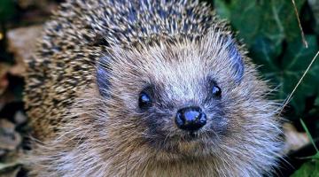 British Hedgehog Preservation Society newsroom
