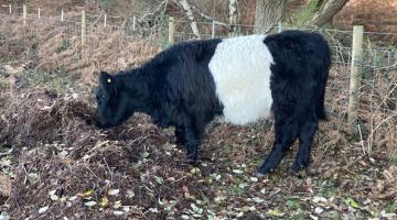 Conservation Cattle NEWSROOM