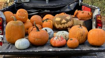 Pumpkins NEWSROOM