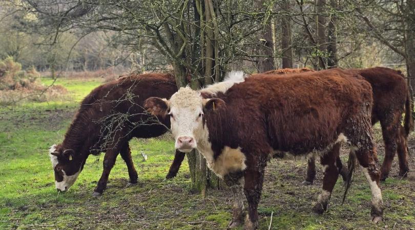 Three brown and white cattle grazing in a grassy and wooded area, with one looking straight into the camera.