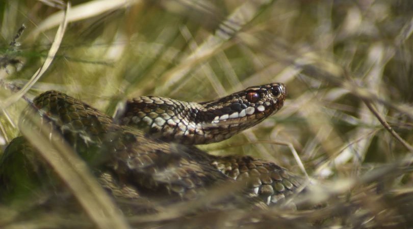 A snake with a dark zig zag pattern on its back looking up from the grass.