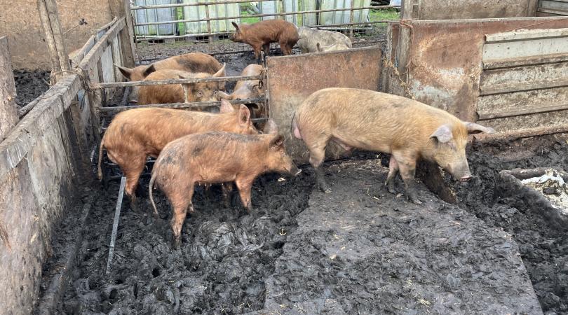pigs found at Alder Carr Farm