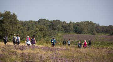 groups of people, in hiking gear, walking through the sunny Cannock Chase National Landscape.