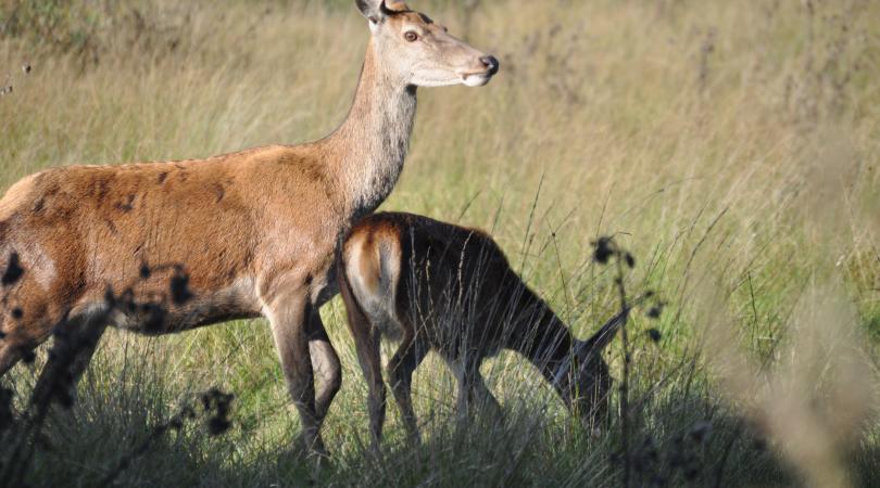 A mother deer and her fawn on the grass at Chasewater Country Park
