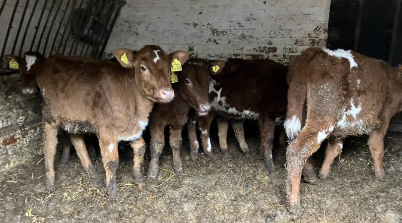 Neglected cattle found by officers at Ms Bennett's farm