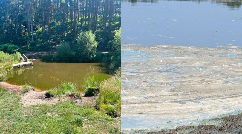 Two side-by-side images showing blue green algae in lakes at Cannock Chase and Chasewater Country Parks.