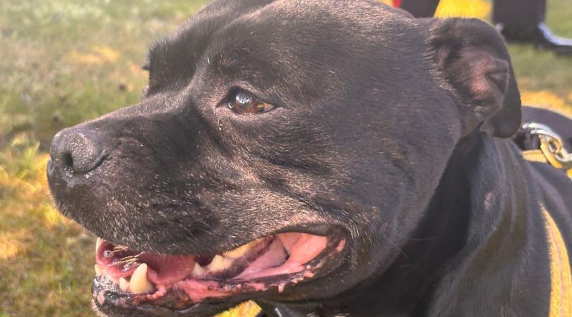 An image zoomed in on the face of a black Staffordshire Bull Terrier.