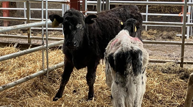 Neglected cows in a pen