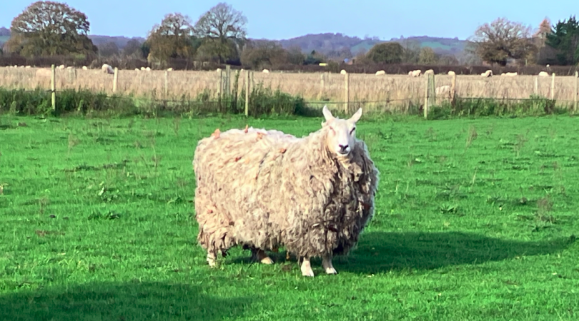 Unsheared sheep in field, with more sheep behind 