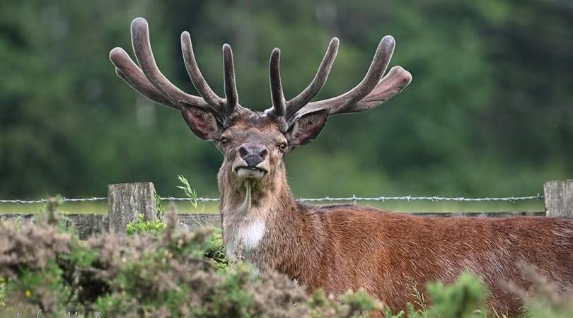 A picture of a majestic stag complete with large set of antlers, staring out over woodland.